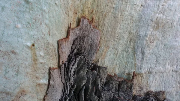 Holzstruktur Vollbild Nahaufnahme Der Stamm Des Eukalyptus Weist Weiße Beige — Stockfoto