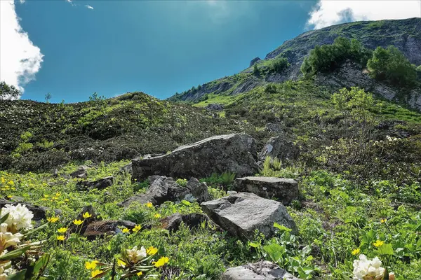 Słoneczny Letni Dzień Alpejskich Łąkach Kaukazu Zboczu Góry Znajduje Się — Zdjęcie stockowe