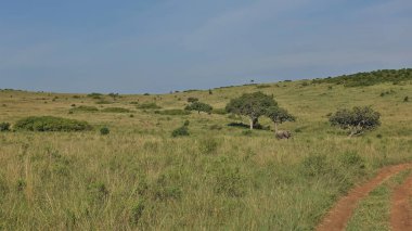Afrika bozkırlarında toprak bir yol var. Bir fil yemyeşil çimenler boyunca yürür. Ağaçların, çalıların etrafında. Açık mavi gökyüzü. Yaz güneşli bir gün. Kenya. Masai Mara Parkı