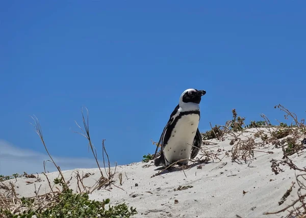 Afrikansk Pingvin Mot Den Blå Himlen Svart Och Vit Sjöfågel — Stockfoto
