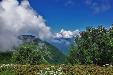 Kafkasların dağlık çayırlarında Rhododendronlar ve kır çiçekleri açar. Dağda beyaz çiçekli ağaçlar. Zirveler bulutlarda saklanıyor.