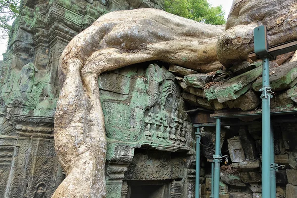 The ancient ruins are braided with giant thick tree roots. Traces of ornaments and carvings are visible on the stones of the dilapidated castle. Cambodia. Ta Prohm