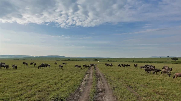 土路穿过无尽的草原 消失在地平线上 一群野兽在青草上吃草 穿过小路 蓝天上的云彩 肯尼亚 Maasai Mara公园 — 图库照片