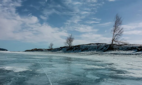 Several Trees Grow Shore Frozen Lake Bare Trunks Branches Blue — Stock Photo, Image