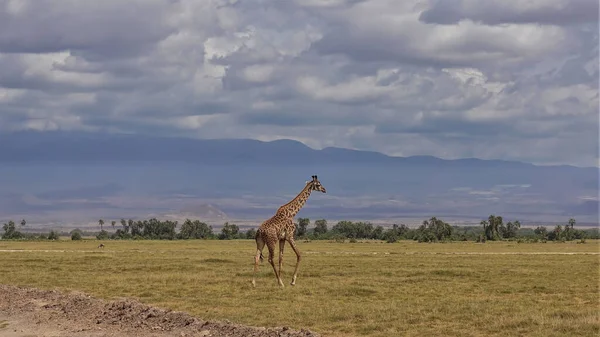 Eine Giraffe Läuft Auf Dem Gelben Gras Der Savanne Der — Stockfoto