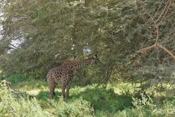 Zürafa Akasya Ağacının Dikenli Dallarında Otlar Kamuflaj Cilt Boyası Her — Stok fotoğraf