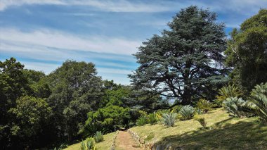 Yürüyüş yolu parktaki tepe boyunca uzanıyor. Yamaçlarda, çimenlerde, eğreltiotlarında ve pitoresk ağaçlarda yetişir. Sirus bulutlu mavi gökyüzü. Cape Town 'da. Güney Afrika