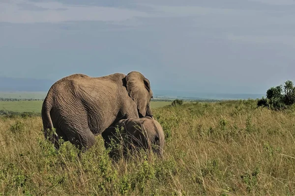 Mère Éléphant Nourrit Son Petit Lait Dans Savane Infinie Grande — Photo