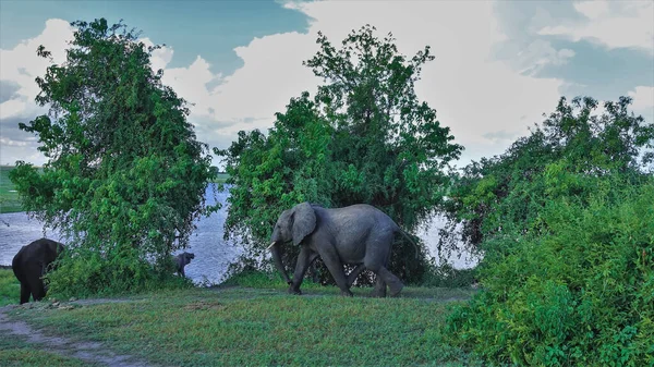 Слон Идет Водопою Зеленой Траве Пышные Деревья Берегу Реки Голубом — стоковое фото