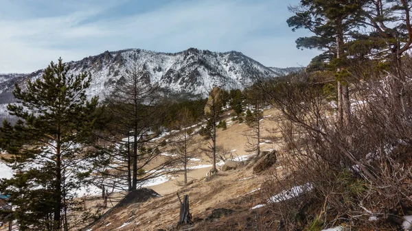 Árvores Coníferas Decíduas Crescem Encosta Arenosa Neve Coberto Floresta Montanha — Fotografia de Stock