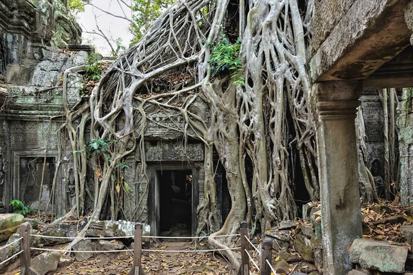 Trees Grow Ruins Ancient Prohm Temple Thick Roots Tightly Braid — Stock Photo, Image