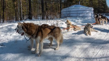 Kahverengi, geyik, siyah ve beyaz Sibirya köpekleri koşumlu. Takım karlı bir yolda dinleniyor. Ağızlar açık. Kırmızı ipler gerildi. Arka plan - kozalaklı orman, beyaz çadır. Sibirya