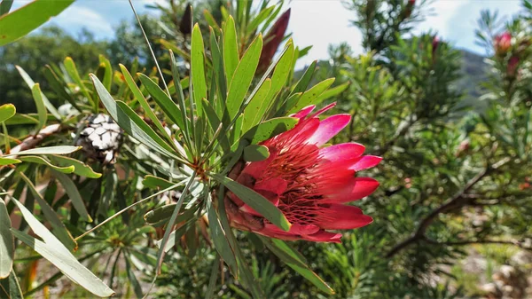 Jasny Szkarłat Kwitnący Protea Kwiat Spiczastymi Płatkami Wieloma Łodygami Zielone — Zdjęcie stockowe