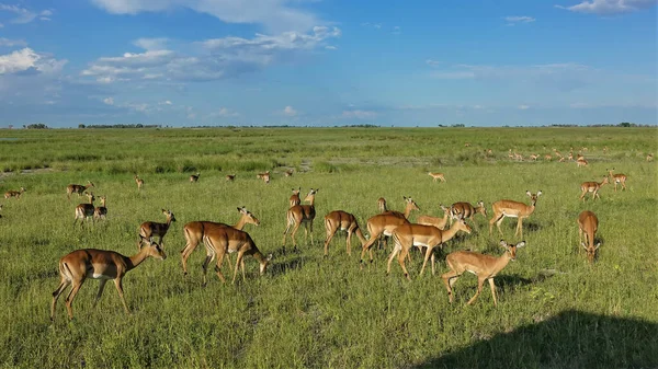 Groupe Antilopes Impala Paissent Sur Herbe Verte Luxuriante Savane Africaine — Photo