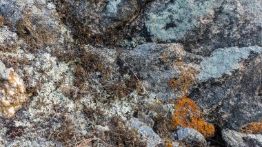 Granit kayaların yüzeyinde beyaz ve sarı zambaklar. Taş dokusu. Yakın plan. Tam ekran. Detaylı. Sibirya