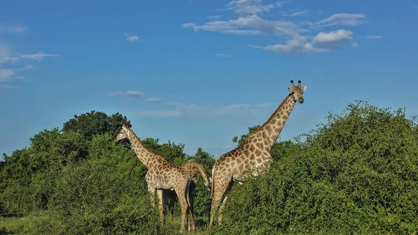 Girafes Broutent Parmi Les Buissons Verts Luxuriants Col Long Tête — Photo