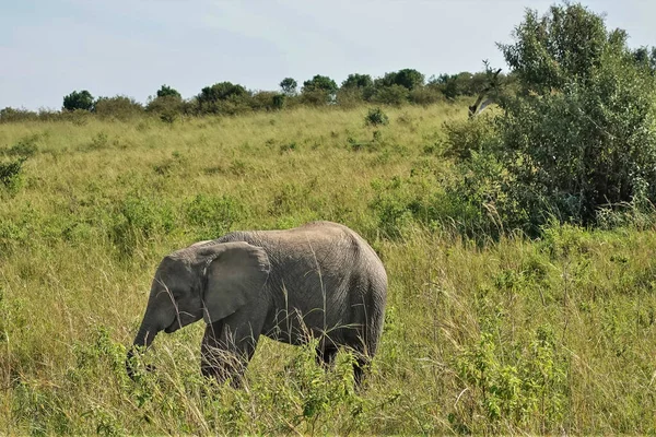 Baby Elephant Grazes African Savannah Trunk Lowered Tall Green Grass — Stock Photo, Image