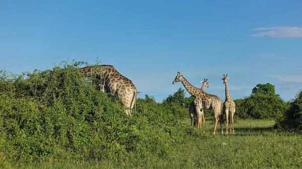 Wild Giraffes Stand Green Grass Savannah Botswana Long Neck Blue — Stock Photo, Image