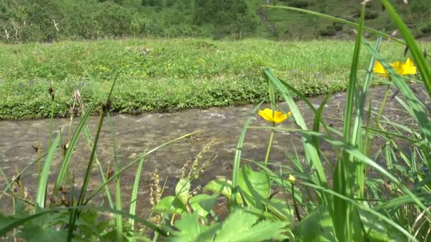 Czysty Górski Potok Płynie Przez Łąkę Spodzie Kamyki Zielona Trawa — Wideo stockowe