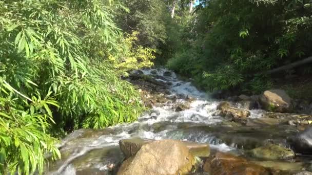 速い山の川が流れている きれいな 透明な水が沸騰し 石の上に泡 木々の緑の枝が曲がり 川を横切ります カムチャツカ — ストック動画