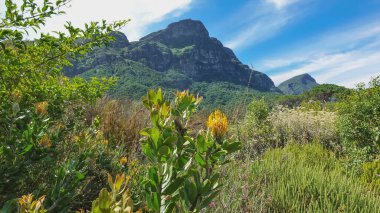 Botanik bahçesinde çiçek açan lökosperanneler. Parlak sarı cilt bakımı, uzun erkeklik organları. Uzakta, mavi gökyüzüne karşı pitoresk bir dağ sırası. Cape Town 'da. Güney Afrika 