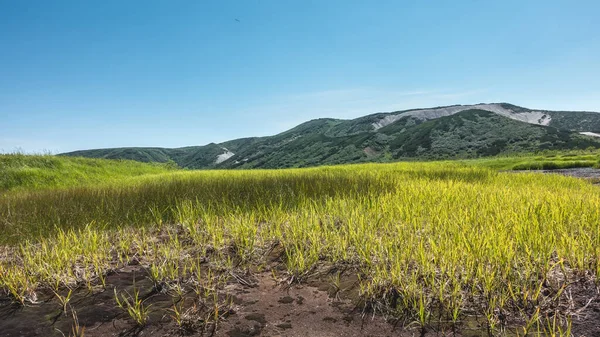 Herbe Verte Lumineuse Couvre Prairie Comme Tapis Une Chaîne Montagnes — Photo