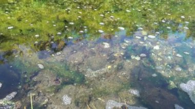 Doğal bir kaplıcanın saf şeffaf suyu. Yakın plan. Yüzeyde kabarcıklar yüzer. Altta yeşil ve kahverengi termofilik algler görülebilir. Kamçatka.