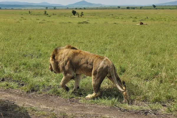 A wild adult lion walks on the green grass of the savanna along a dirt road. In the distance, resting lions are visible. Kenya. Maasai Mara Park