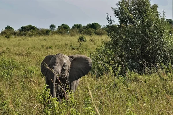 Немовля Слона Стоїть Африканській Савані Дивиться Камеру Стовбур Опущено Великі — стокове фото