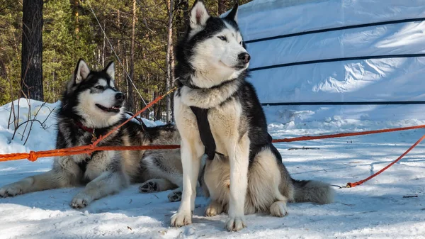 Egy Pár Fekete Fehér Szibériai Husky Van Befogva Egy Havas — Stock Fotó