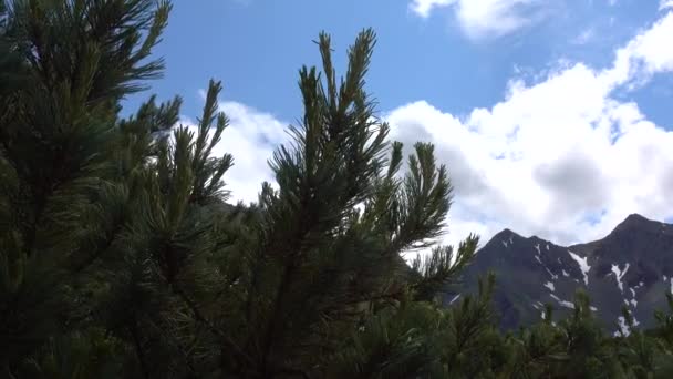 Větve Kamčatského Cedrového Elfa Dlouhými Zelenými Jehličkami Kymácejí Větru Horské — Stock video