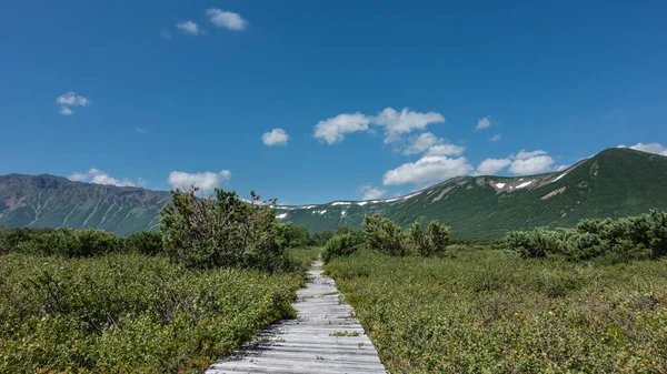 A wooden path goes through a green meadow. There is lush vegetation around. Against the background of the blue sky and clouds - a mountain range. The caldera of the extinct volcano Uzon. Kamchatka