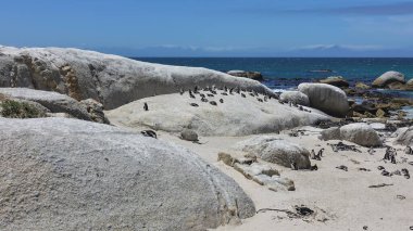 Cape Town 'un Atlantik kıyısında yaşayan bir penguen kolonisi. Kuşlar kumların üzerinde ve büyük taşların üzerinde otururlar. Mavi gökyüzü ve turkuaz okyanus. Boulders Sahili. Güney Afrika