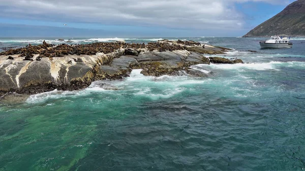 Atlantik Okyanusu Ndaki Kayalık Bir Ada Kürk Foklarının Yuvasıdır Birçok — Stok fotoğraf
