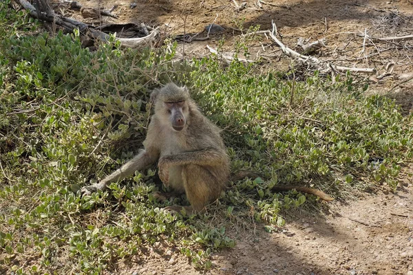 A baboon is sitting on the grass in the shade. The monkey has fluffy beige fur. Around the dry land of the African savannah. Kenya. Amboseli Park