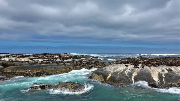 Колония Морских Котиков Живёт Небольших Скалистых Островах Атлантическом Океане Многие — стоковое фото