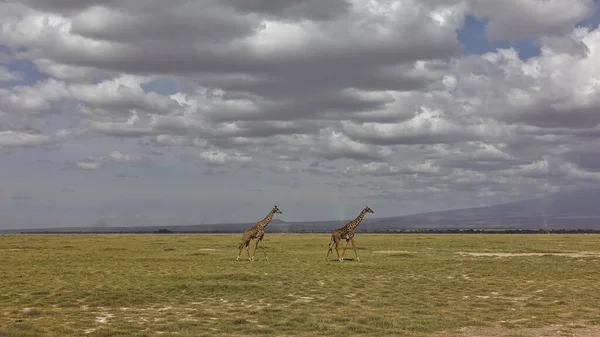 Zwei Anmutige Giraffen Laufen Durch Die Endlose Afrikanische Savanne Die — Stockfoto