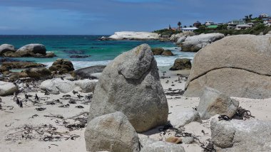 Cape Town 'daki Boulders Sahili' ndeki Penguen kolonisi. Kuşlar kumların üzerinde yürür, büyük resimli taşların üzerinde yatarlar. Şehir evleri sahilde görülebilir. Turkuaz okyanus, mavi gökyüzü. Güney Afrika