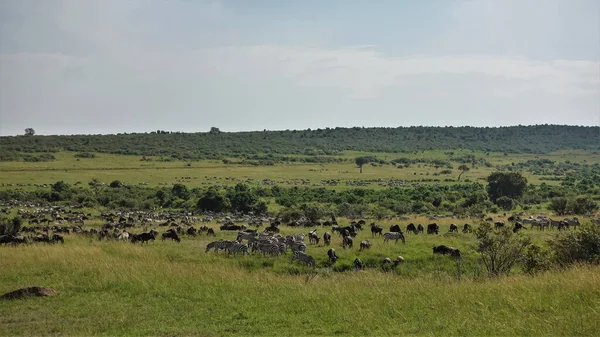 Unzählige Herden Pflanzenfresser Der Afrikanischen Savanne Gnus Und Zebras Grasen — Stockfoto