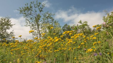 Yeşil çayırdaki parlak kır çiçekleri. Uzun saplı sarı kızılötesi ışınlar. Mavi gökyüzü ve bulutlardan oluşan bir arka planda ağaç dalları. Kamçatka.