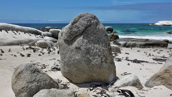 Vilda Afrikanska Pingviner Lever Boulders Beach Kapstaden Svartvita Fåglar Går — Stockfoto
