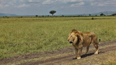 Yetişkin bir vahşi aslan Afrika ovasında toprak bir yolda duruyor. Alkollü yeleler... Ağız açık. Yolun kenarında yeşil çimenler var. Uzakta, dağların siluetlerinde. Kenya. Masai Mara Parkı