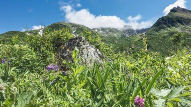 Parlak kır çiçekleri ve otlar çayırda yetişir. Mavi gökyüzü ve bulutların arka planına karşı pitoresk bir dağ sırası. Güneşli bir yaz günü. Kamçatka.