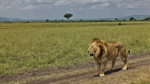 Yetişkin bir vahşi aslan Afrika ovasında toprak bir yolda duruyor. Alkollü yeleler... Ağız açık. Yolun kenarında yeşil çimenler var. Uzakta, dağların siluetlerinde. Kenya. Masai Mara Parkı