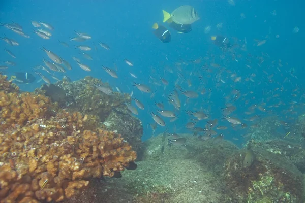 Peixe em Cabo San Lucas, México recife de coral — Fotografia de Stock