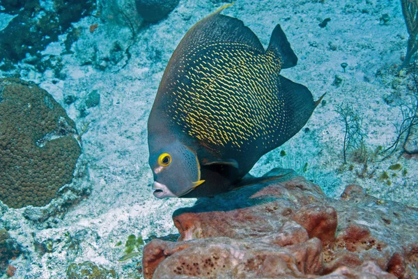 Fish at tropical Cozumel, Mexico reef — Stock Photo, Image