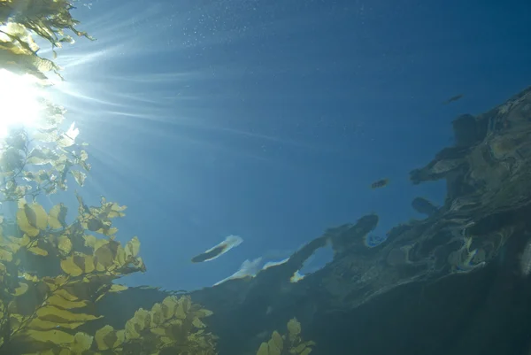 Solens strålar under vattnet på Catalina Island reef — Stockfoto