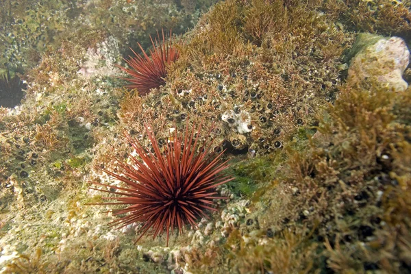 Sea urchin at Laguna Beach underwater reef — Stock Photo, Image