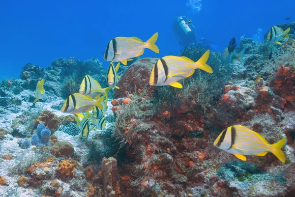 Vida marinha e coral na ilha recife subaquático — Fotografia de Stock