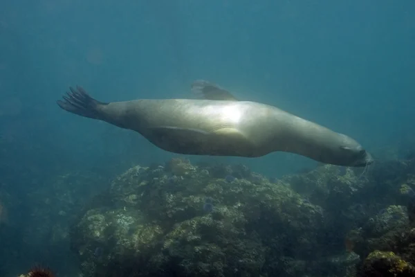 海狮在加州海峡群岛水下炸礁游泳 — 图库照片